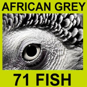 71 Fish